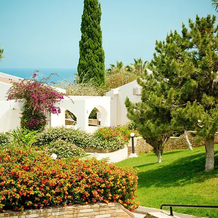 The Olive Tree Agios Epiktitos