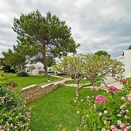 The Olive Tree 4*