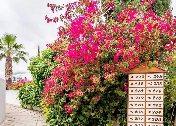 The Olive Tree Otel Agios Epiktitos